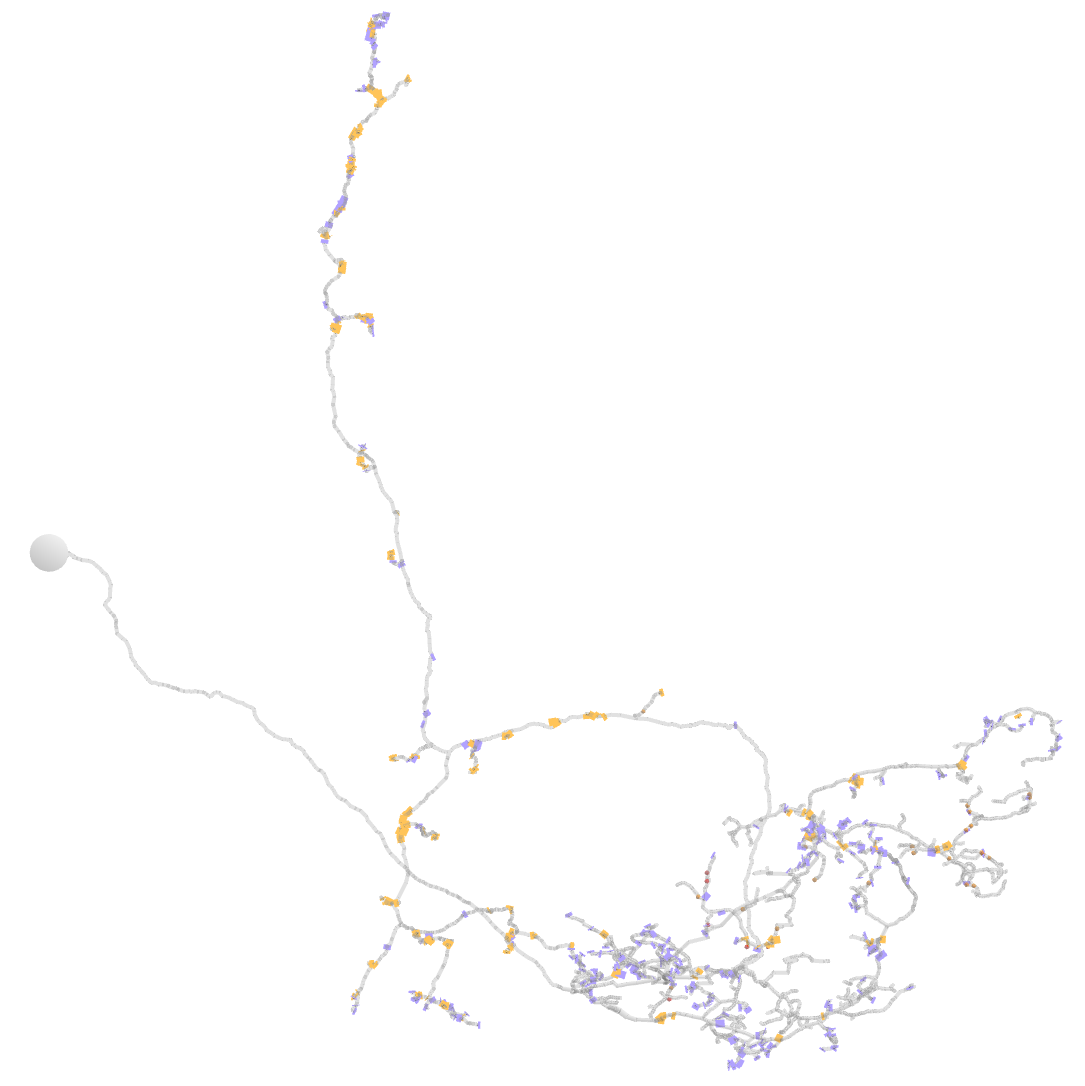 The neuron aSP-g1b-1 as published in Bates and Schlegel et al 2020
